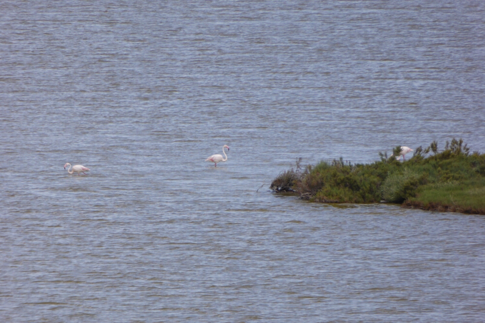 wp-1464787410252 image